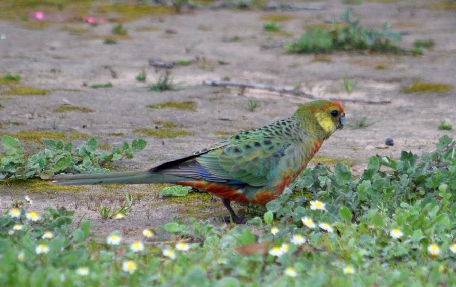 Rosella western Aug 2023 0009.JPG